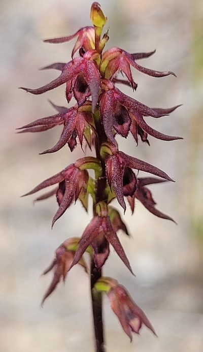 Genoplesium filiforme, photographed by Eamonn Culhane