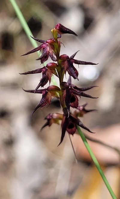 Genoplesium filiforme, photographed by Eamonn Culhane