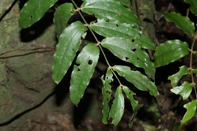 Ripogonum elseyanum, photographed by Greg Tasney