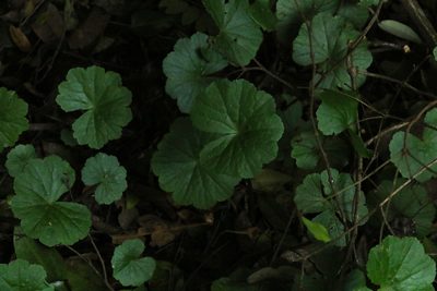 Hydrocotyle pedicellosa, photographed by Greg Tasney
