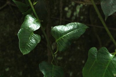 Parsonsia longipetiolata, photographed by Greg Tasney
