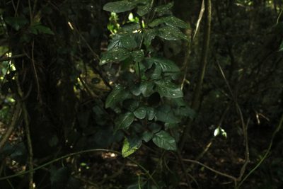 Jasminum dallachyi, photographed by Greg Tasney