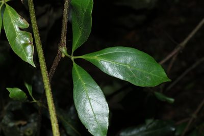 Apocissus sterculiifolia, photographed by Greg Tasney