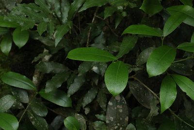 Baloghia inophylla, photographed by Greg Tasney
