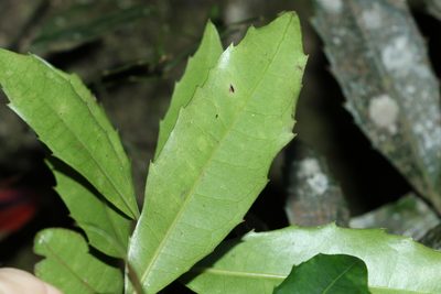 Wilkiea austroqueenslandica, photographed by Greg Tasney