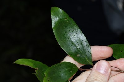 Stenocarpus salignus, photographed by Greg Tasney