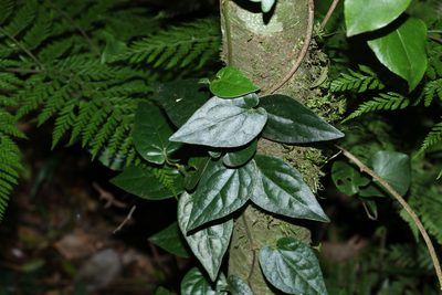 Piper hederaceum, photographed by Greg Tasney
