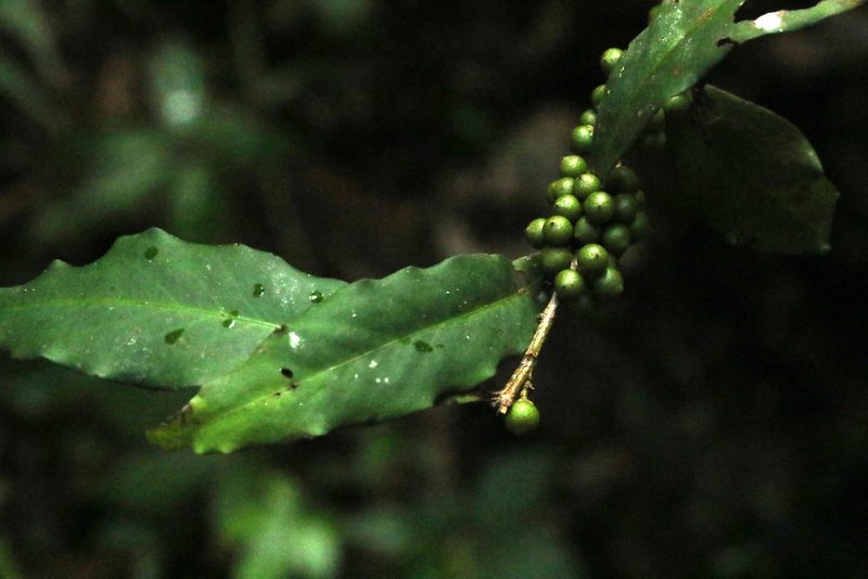 Myrsine subsessilis, photographed by Greg Tasney