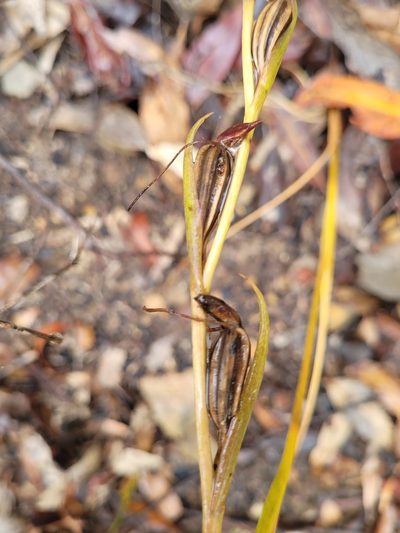 Orthoceras strictum, photographed by Eamonn Culhane