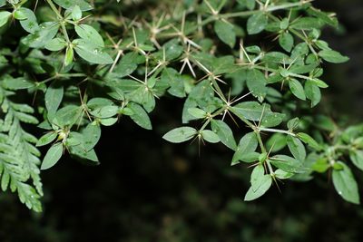 Nyssanthes diffusa, photographed by Greg Tasney