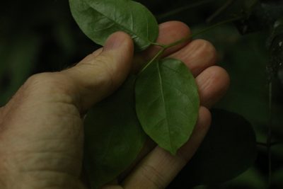 Cephalaralia cephalobotrys, photographed by Greg Tasney