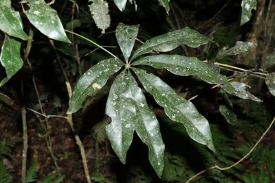 Heritiera actinophylla, photographed by Greg Tasney