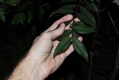 Pilidiostigma glabrum, photographed by Greg Tasney