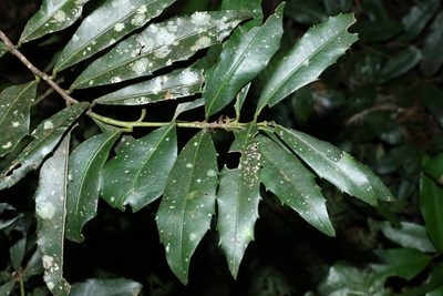 Wilkiea austroqueenslandica, photographed by Greg Tasney