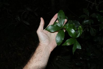 Denhamia celastroides, photographed by Greg Tasney