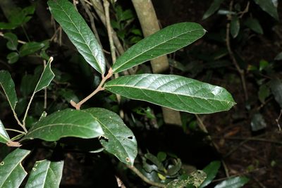 Cryptocarya obovata, photographed by Greg Tasney