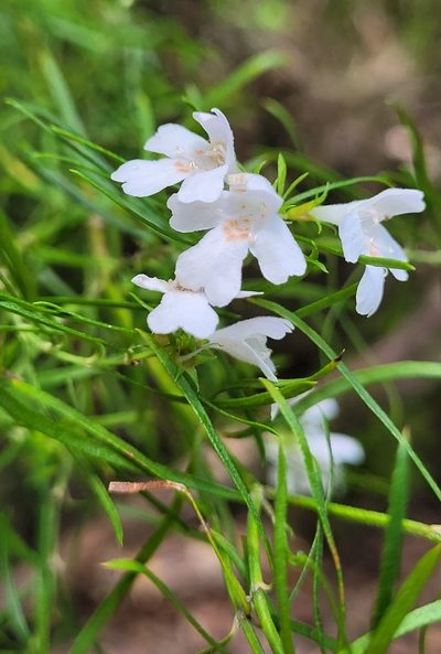 Westringia longifolia, photographed by Eamonn Culhane
