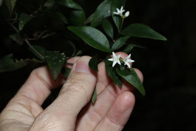 Psychotria simmondsiana, photographed by Greg Tasney