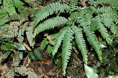 Adiantum silvaticum, photographed by Greg Tasney