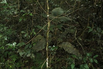 Diploglottis cunninghamii, photographed by Greg Tasney