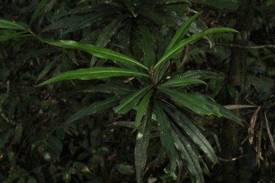 Tasmannia insipida, photographed by Greg Tasney