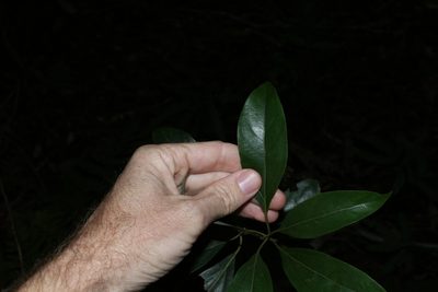 Neolitsea australiensis, photographed by Greg Tasney
