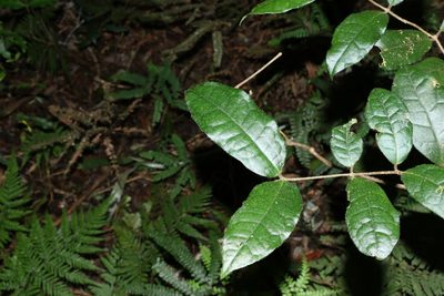Palmeria racemosa, photographed by Greg Tasney