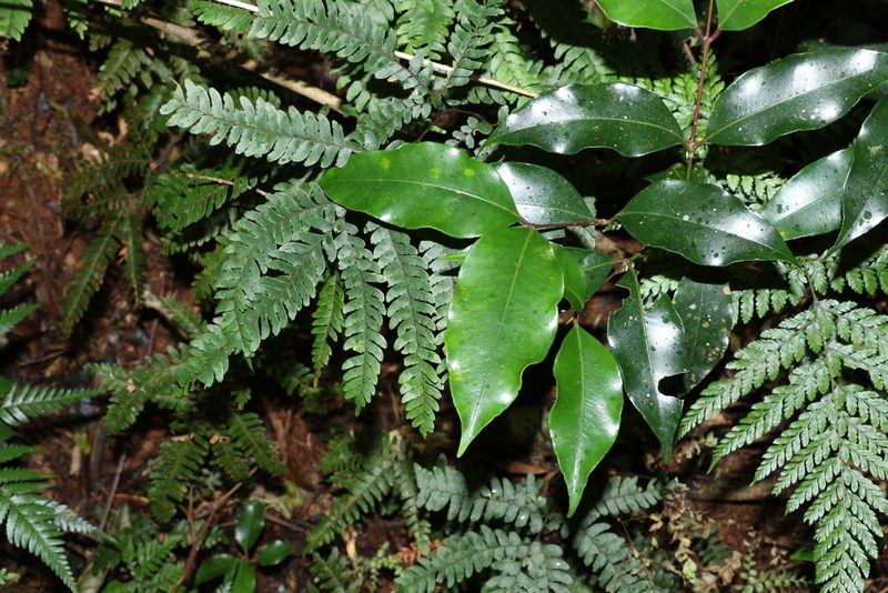 Syzygium crebrinerve, photographed by Greg Tasney