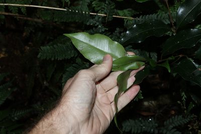 Syzygium crebrinerve, photographed by Greg Tasney