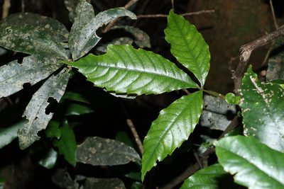 Karrabina benthamiana, photographed by Greg Tasney