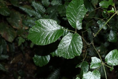 Rubus moorei, photographed by Greg Tasney