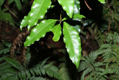 Actephila mooreana, photographed by Greg Tasney