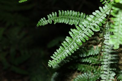 Arthropteris beckleri, photographed by Greg Tasney