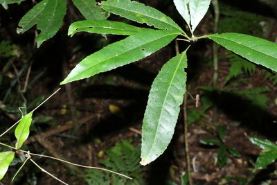 Elaeocarpus kirtonii, photographed by Greg Tasney