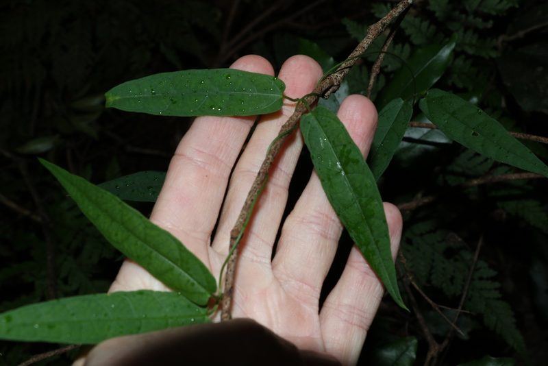 Parsonsia tenuis, photographed by Greg Tasney