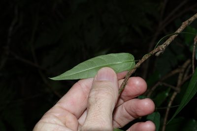 Parsonsia tenuis, photographed by Greg Tasney