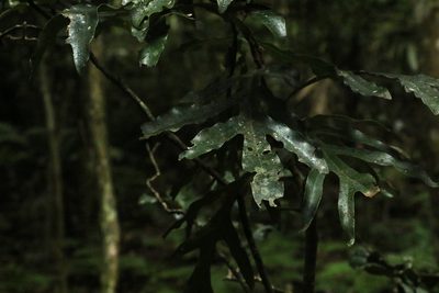 Stenocarpus sinuatus, photographed by Greg Tasney