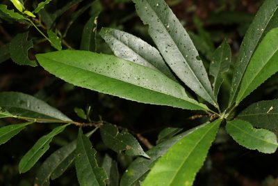 Elaeocarpus kirtonii, photographed by Greg Tasney