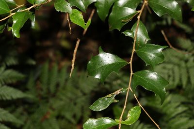 Scolopia braunii, photographed by Greg Tasney