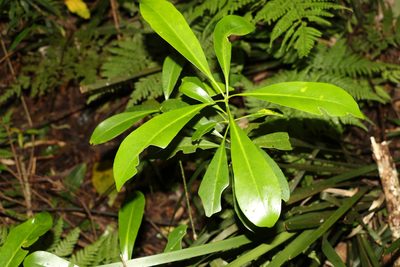 Halfordia kendack, photographed by Greg Tasney