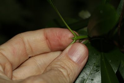 Halfordia kendack, photographed by Greg Tasney