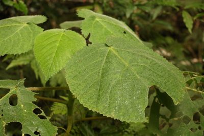 Dendrocnide excelsa, photographed by Greg Tasney