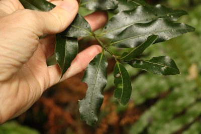 Cinnamomum oliveri, photographed by Greg Tasney