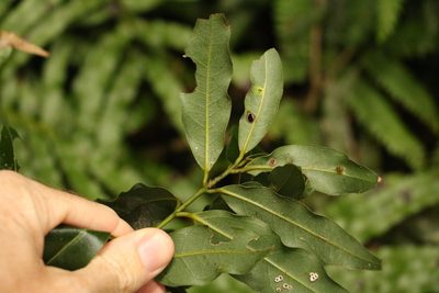 Cinnamomum oliveri, photographed by Greg Tasney