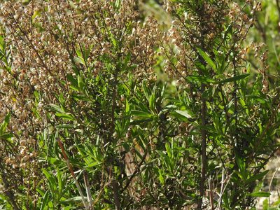Dittrichia viscosa, photographed by Duarte Frade