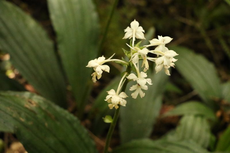 Calanthe triplicata, photographed by Greg Tasney