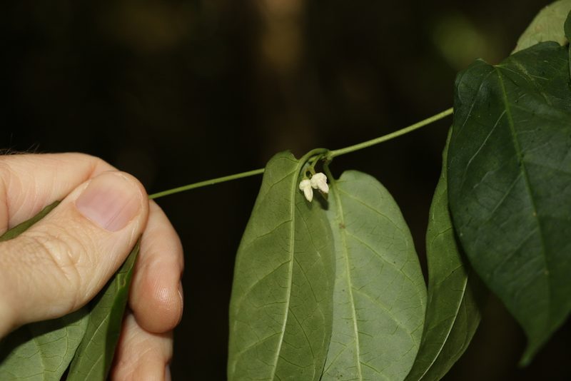 Parsonsia ventricosa, photographed by Greg Tasney