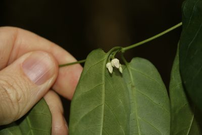 Parsonsia ventricosa, photographed by Greg Tasney