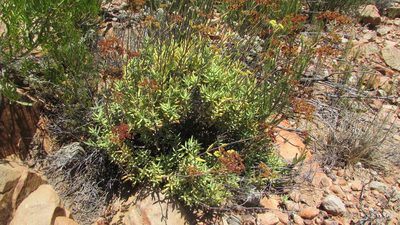 Crassula mollis, photographed by James Deacon