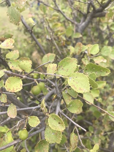 Grewia tenax, photographed by rosshawkins
